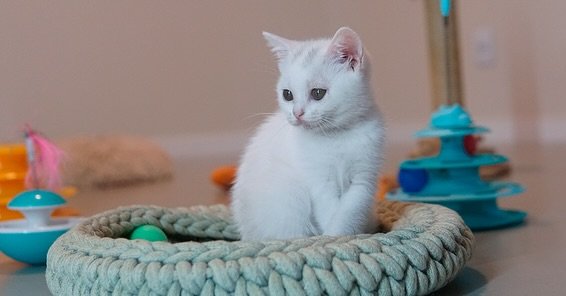 Aurelia - Female British Shorthair for sale