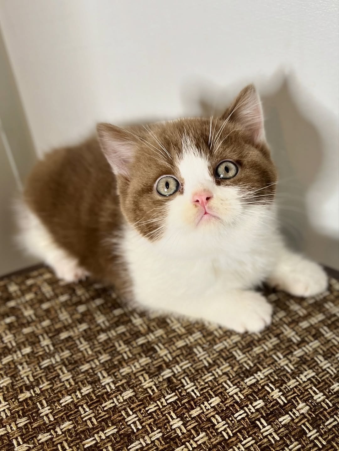 Basil - Male British Shorthair for sale