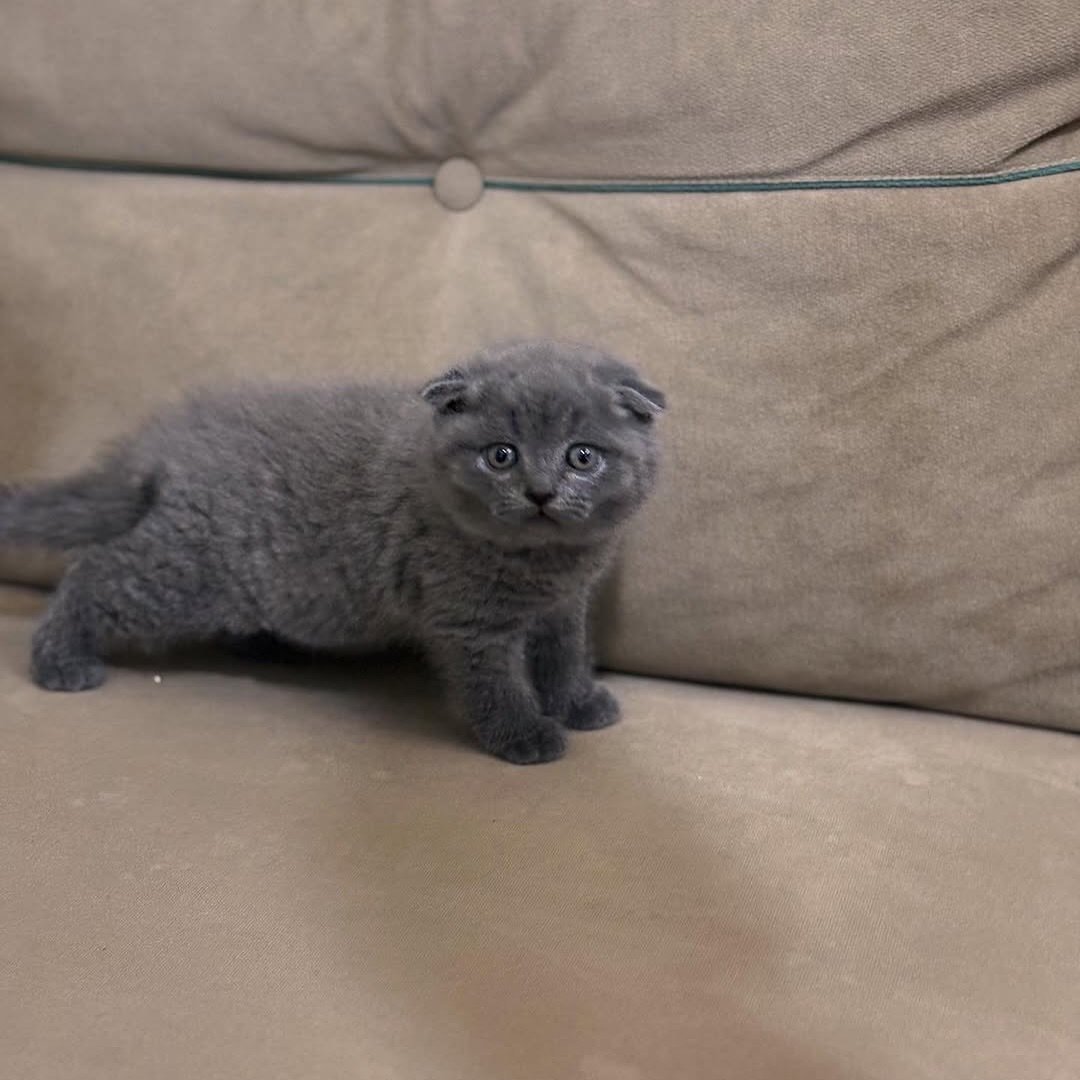 Beatrix - Female British Shorthair for sale
