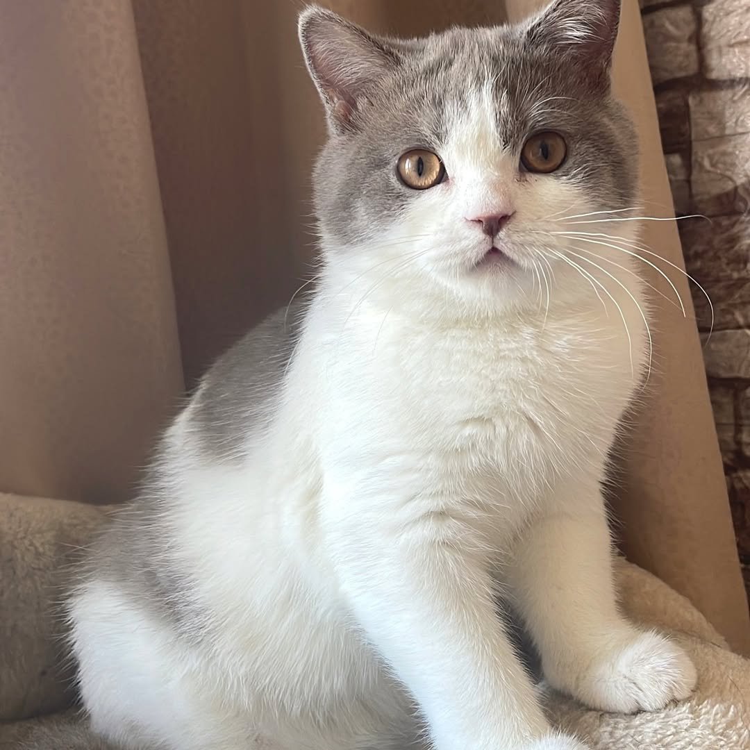 Edmund - Male British Shorthair for sale