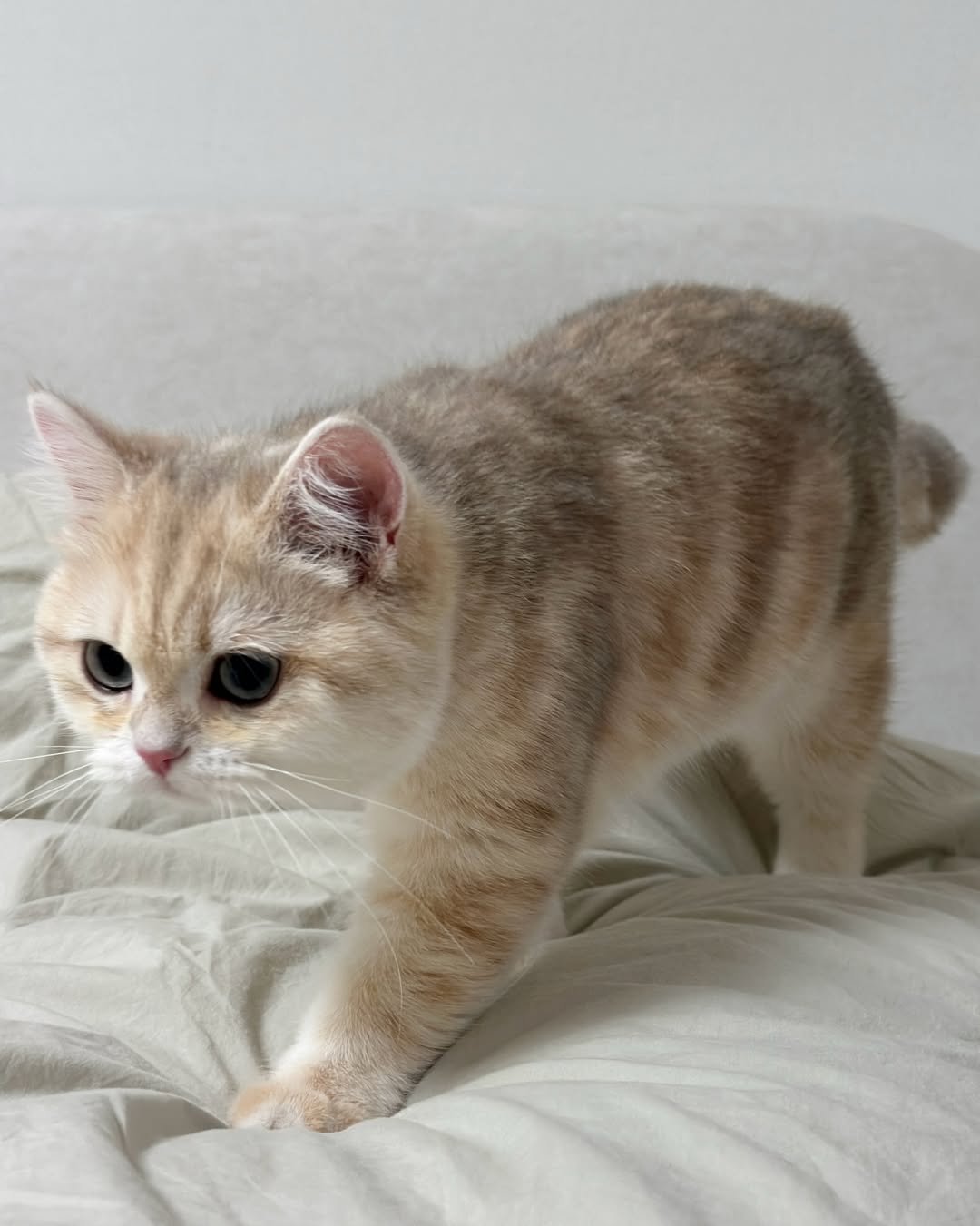 Liora - Female British Shorthair for sale