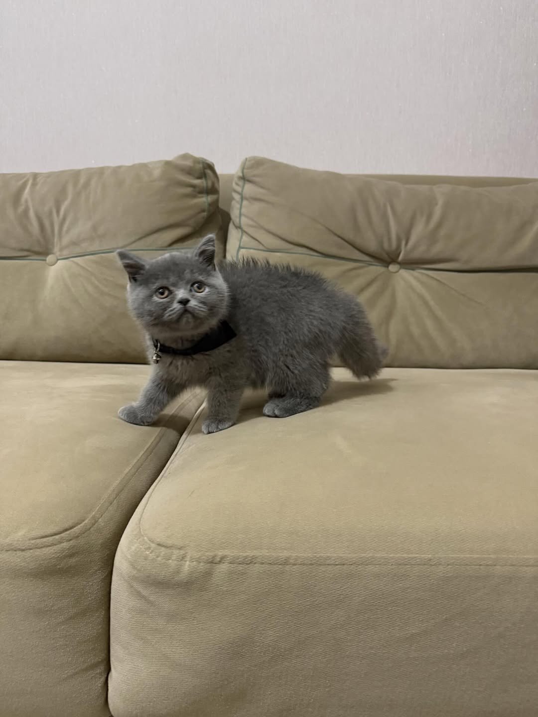 Orion - Male British Shorthair for sale