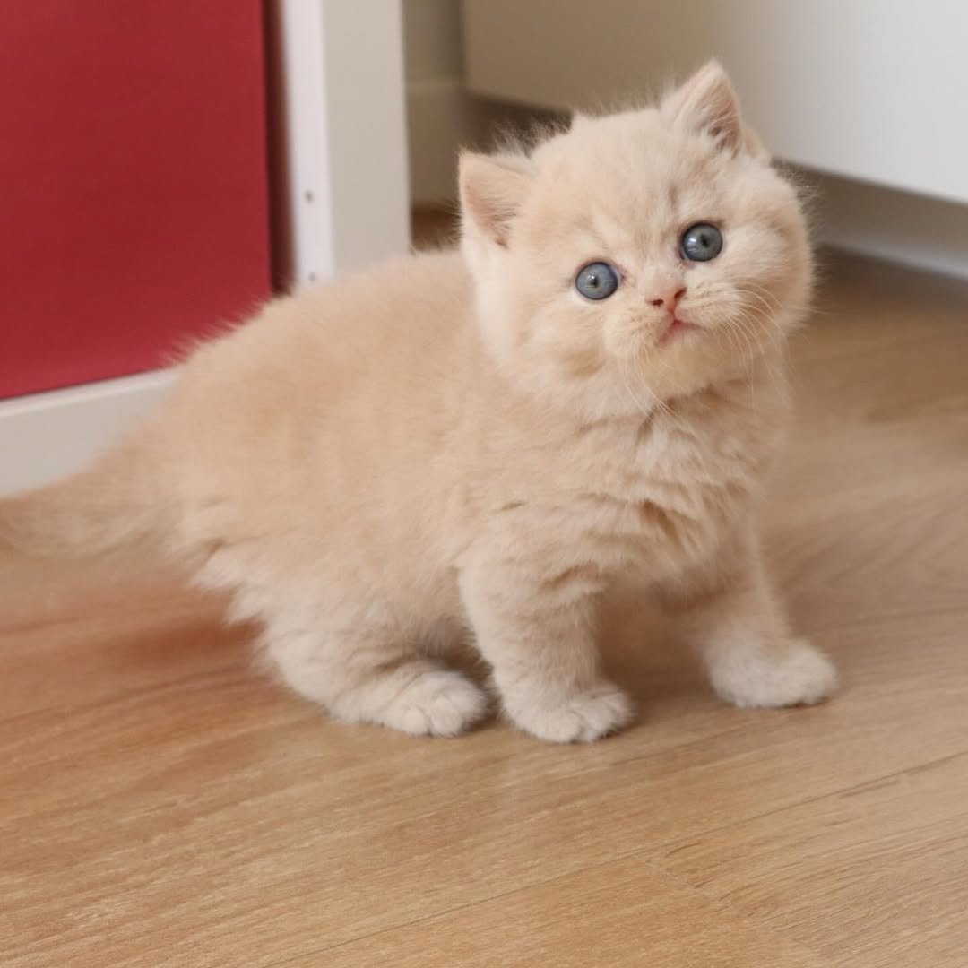 Winnie - Female British Shorthair for sale