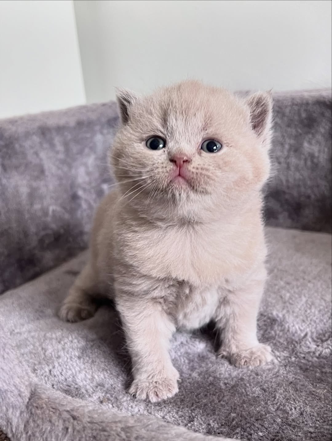 Winston - Male British Shorthair for sale