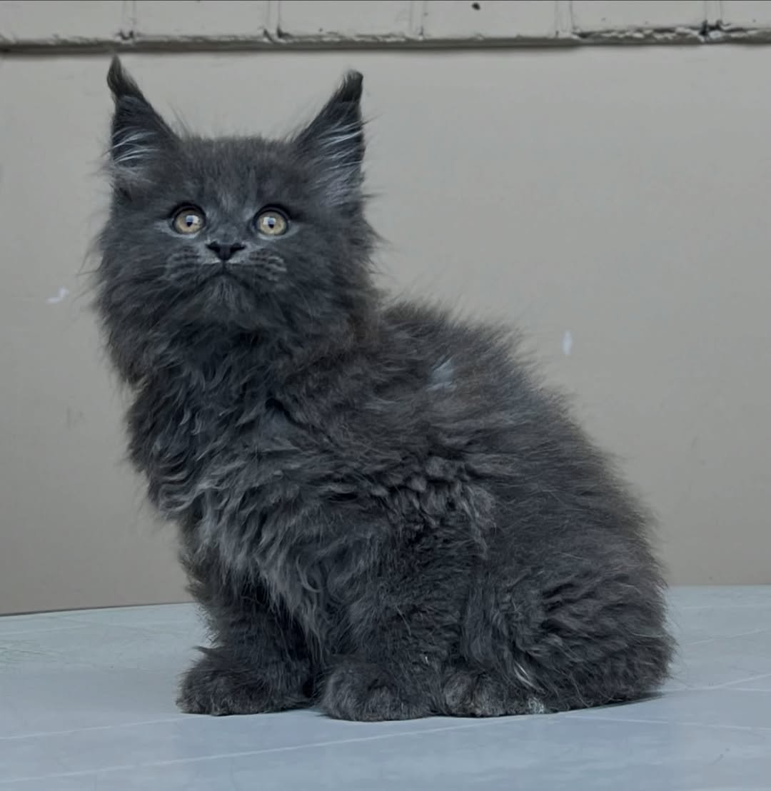 Boy Maine Coon kitten for sale