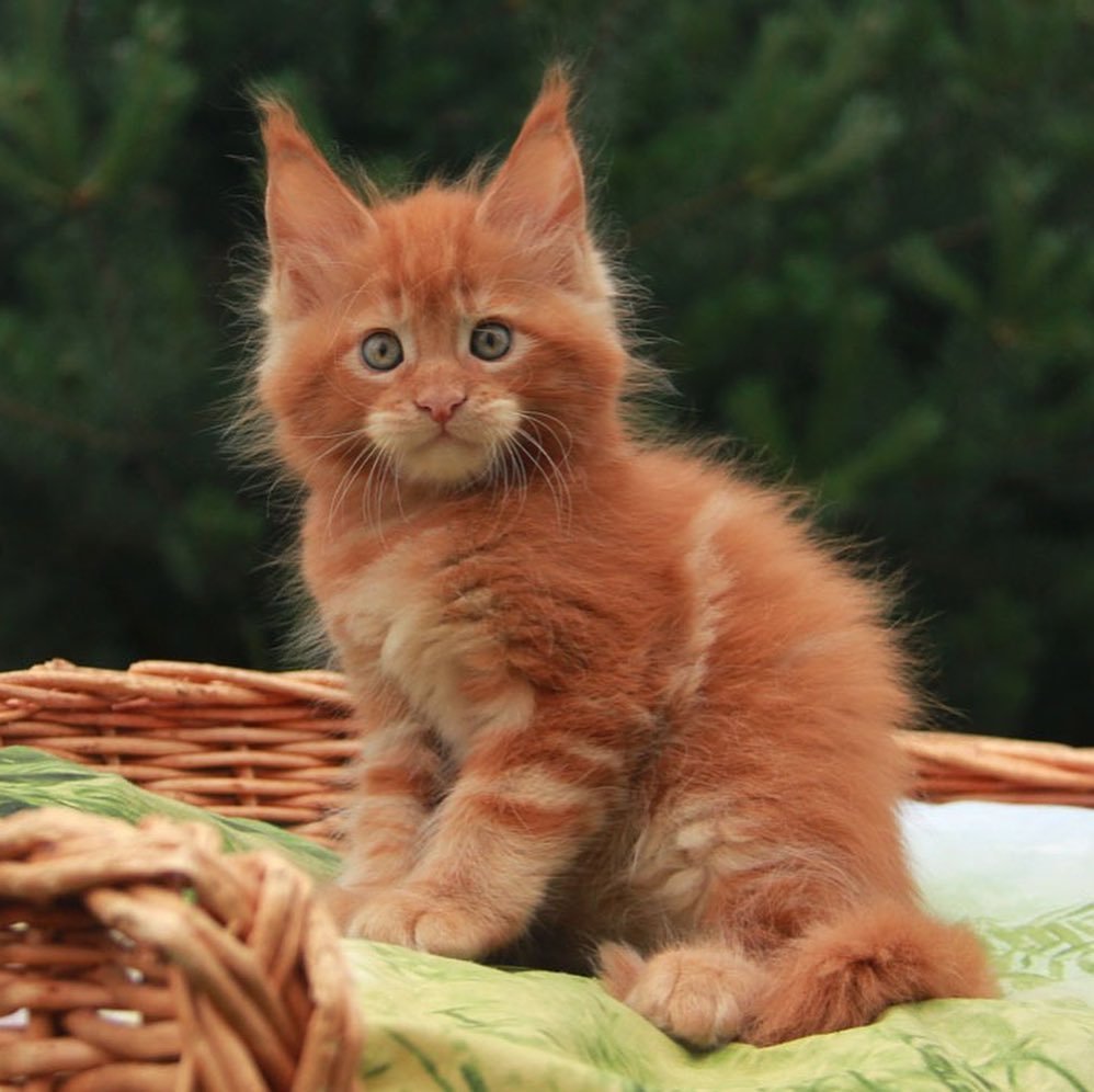 Male Maine Coon kitten available