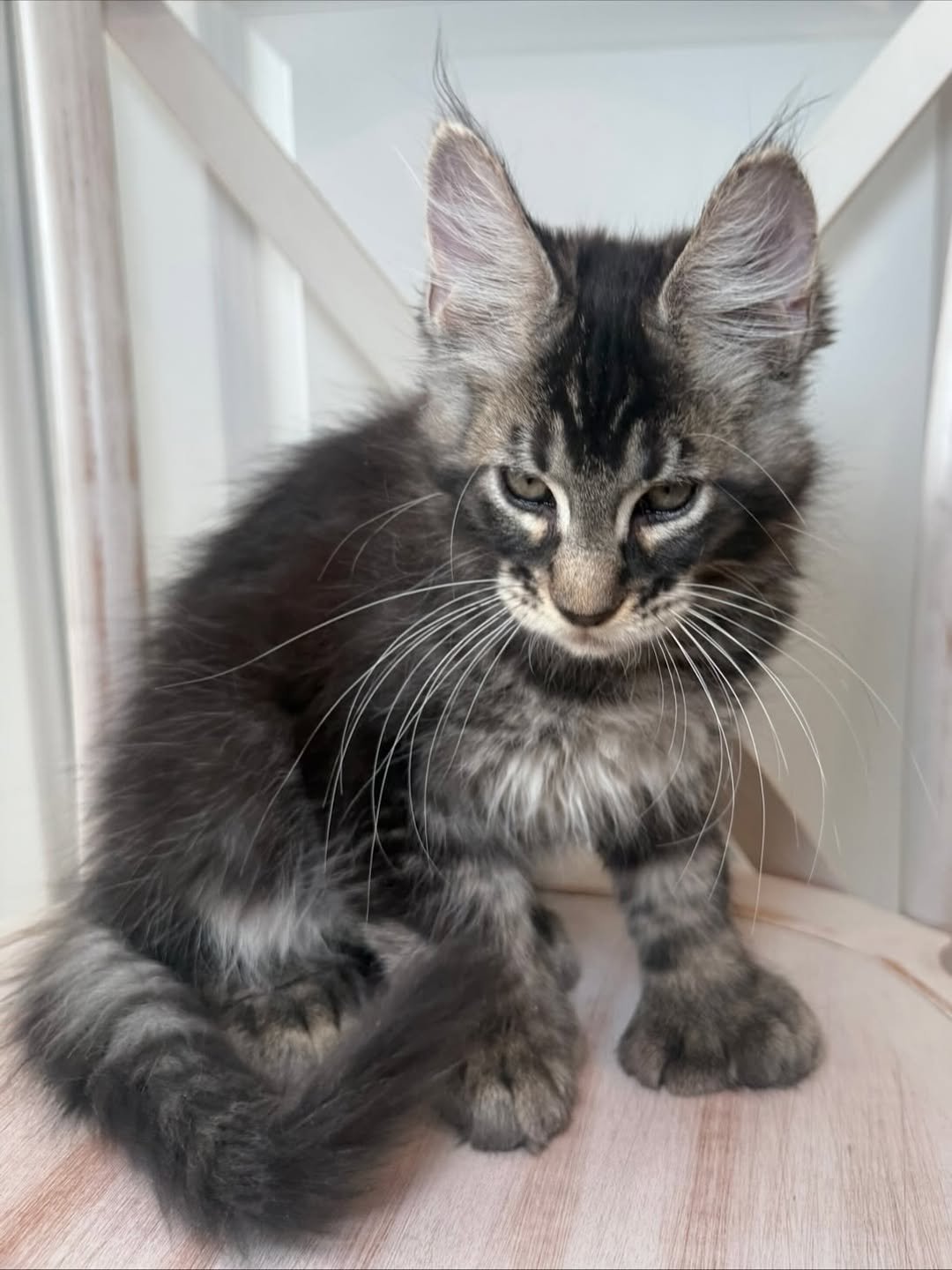 Available male Maine Coon kitten