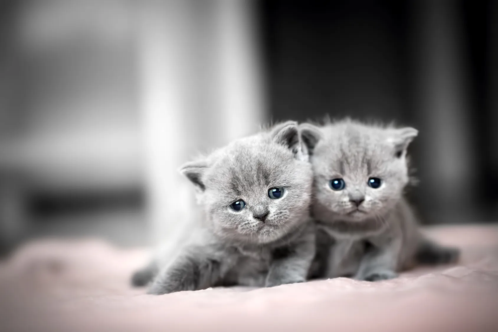 Classic blue British Shorthair kitten for sale sitting attentively