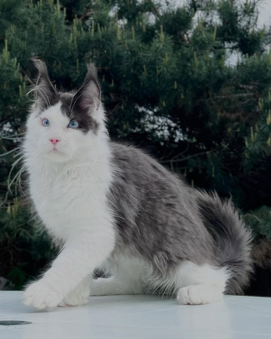 Female Maine Coon kitten for sale