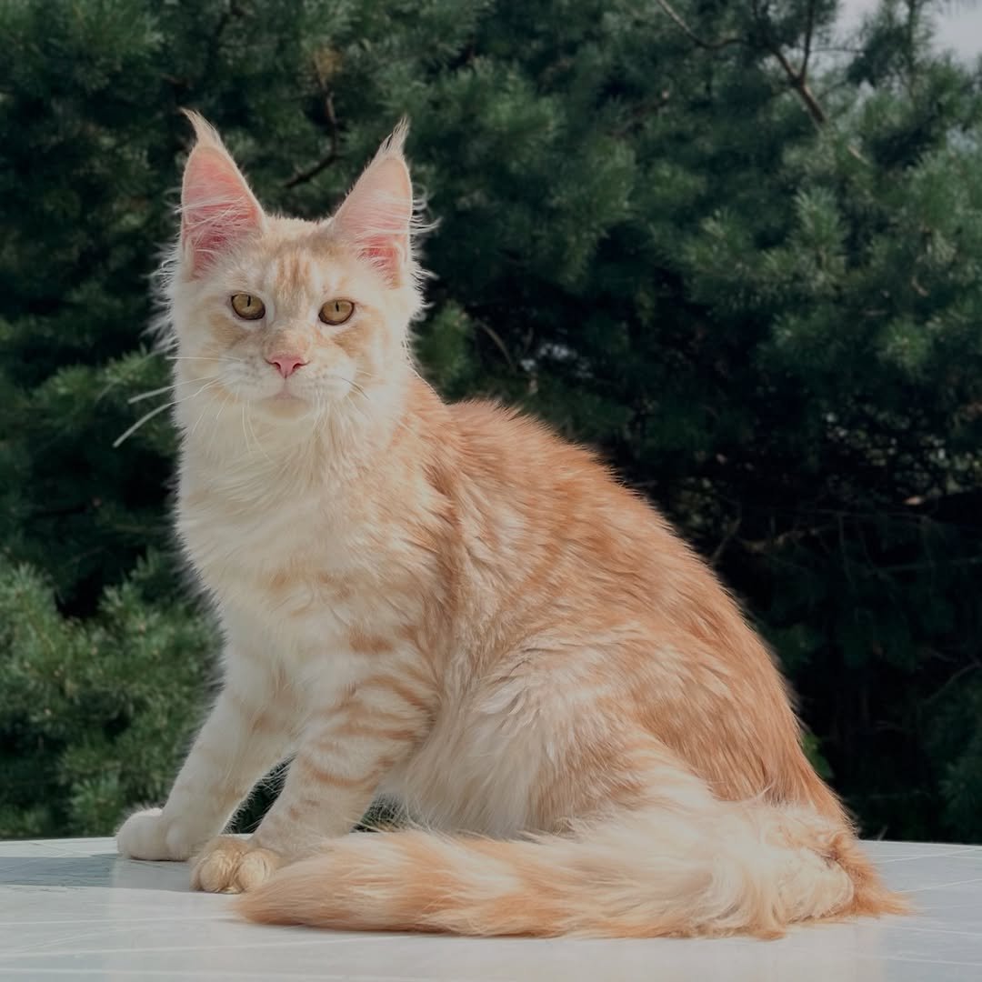 Beautiful girl Maine Coon kitten for sale