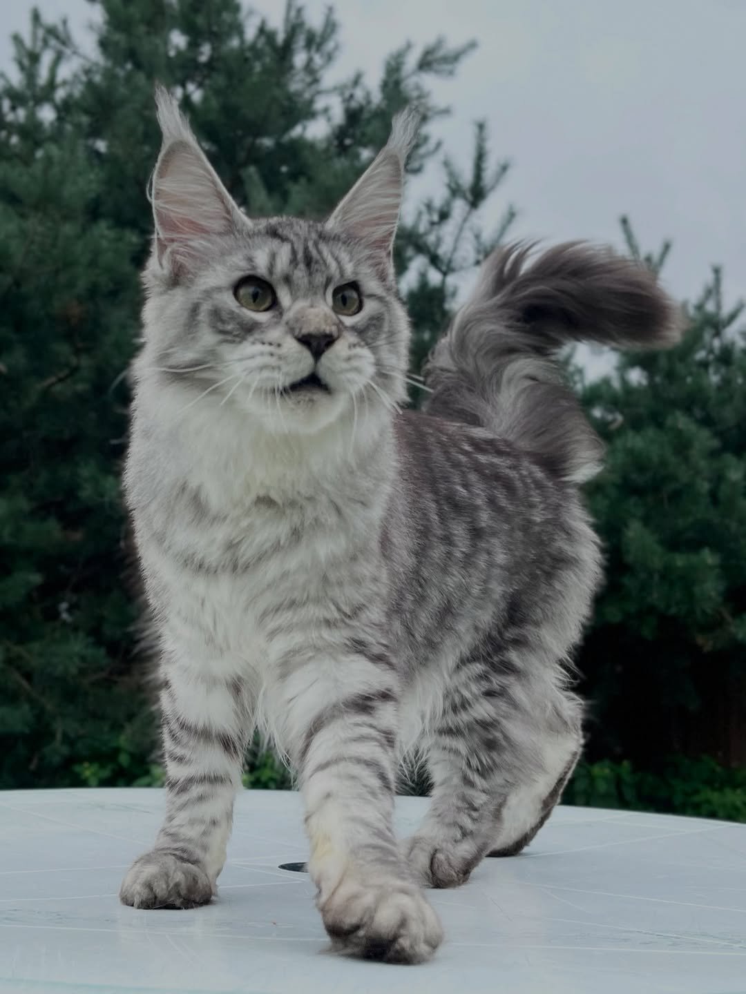 Available girl Maine Coon kitten