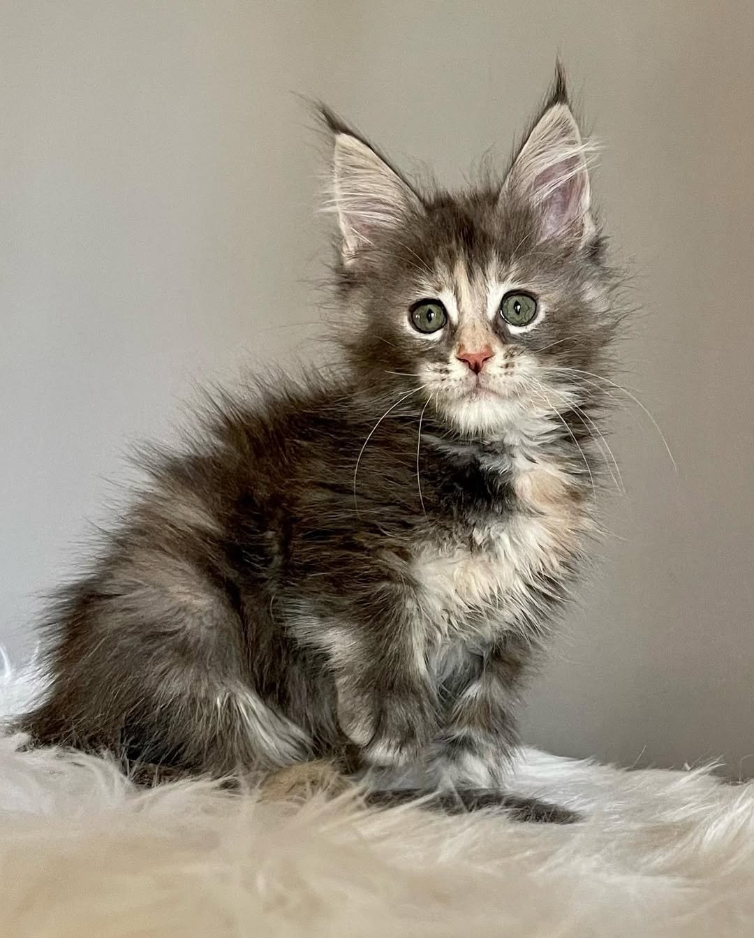 Female Maine Coon kitten looking for a home
