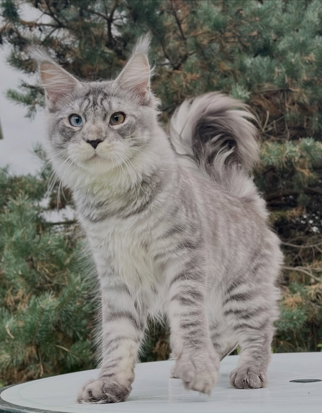 Tom cat Maine Coon kitten for sale
