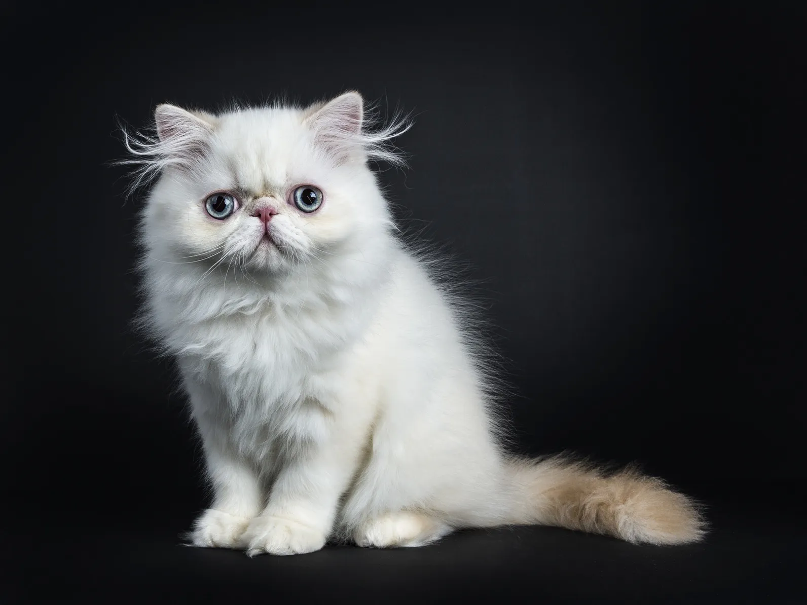 Beautiful white Persian kitten for sale looking directly at the camera