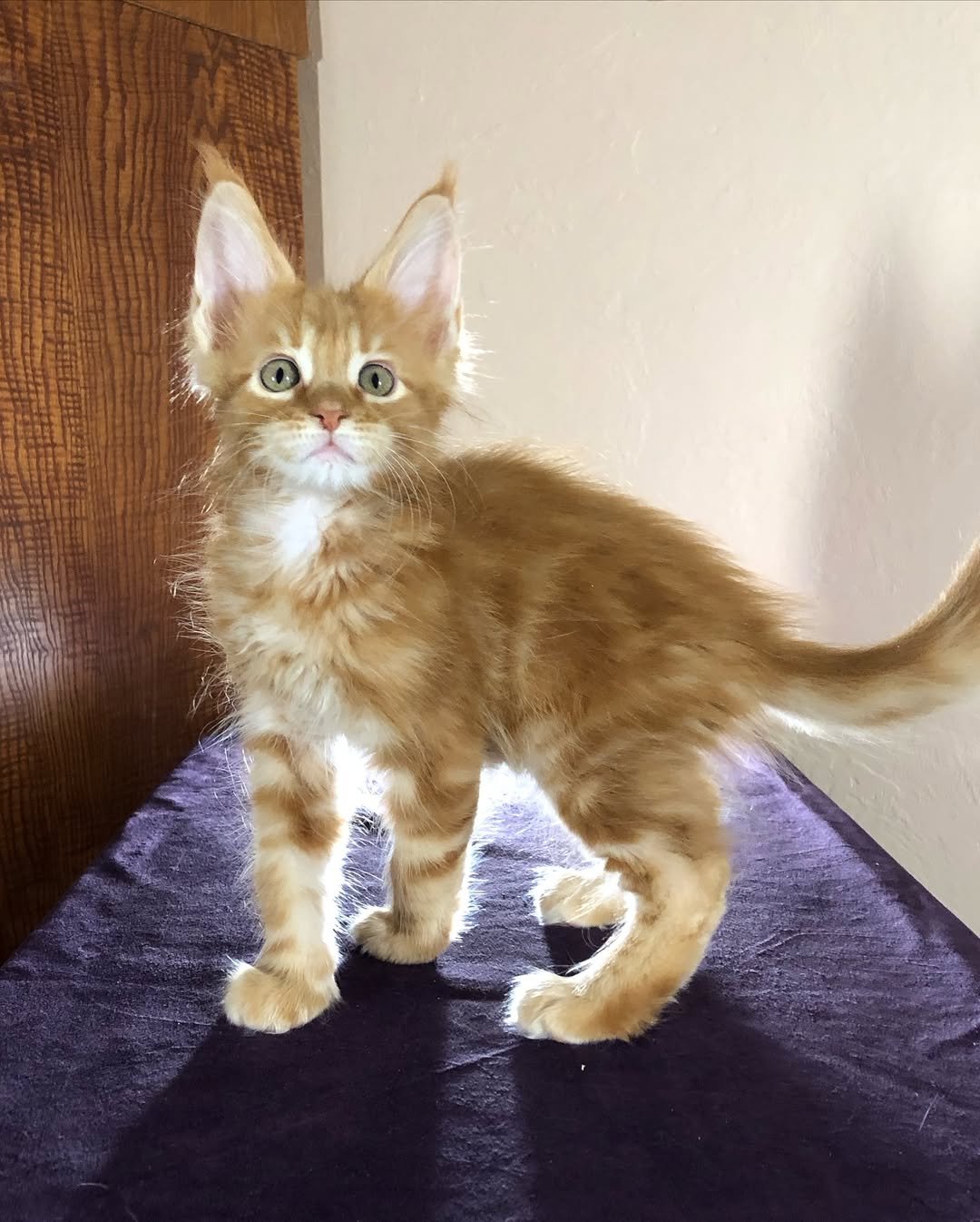 Red Marble Male Maine Coon kitten