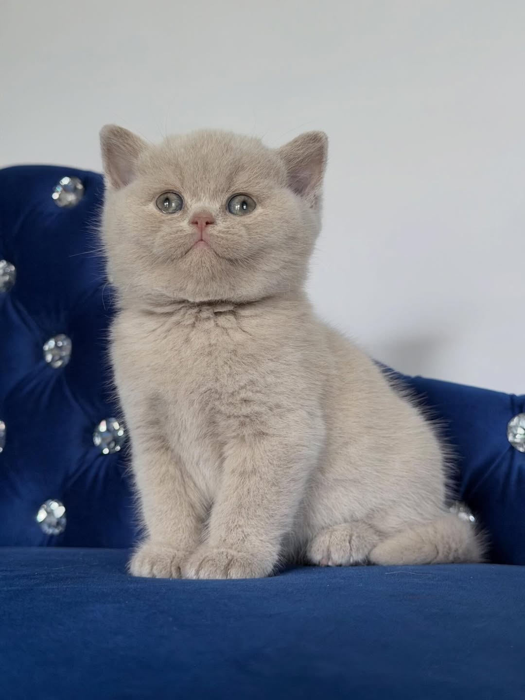 Fawn Male British Shorthair kitten for sale