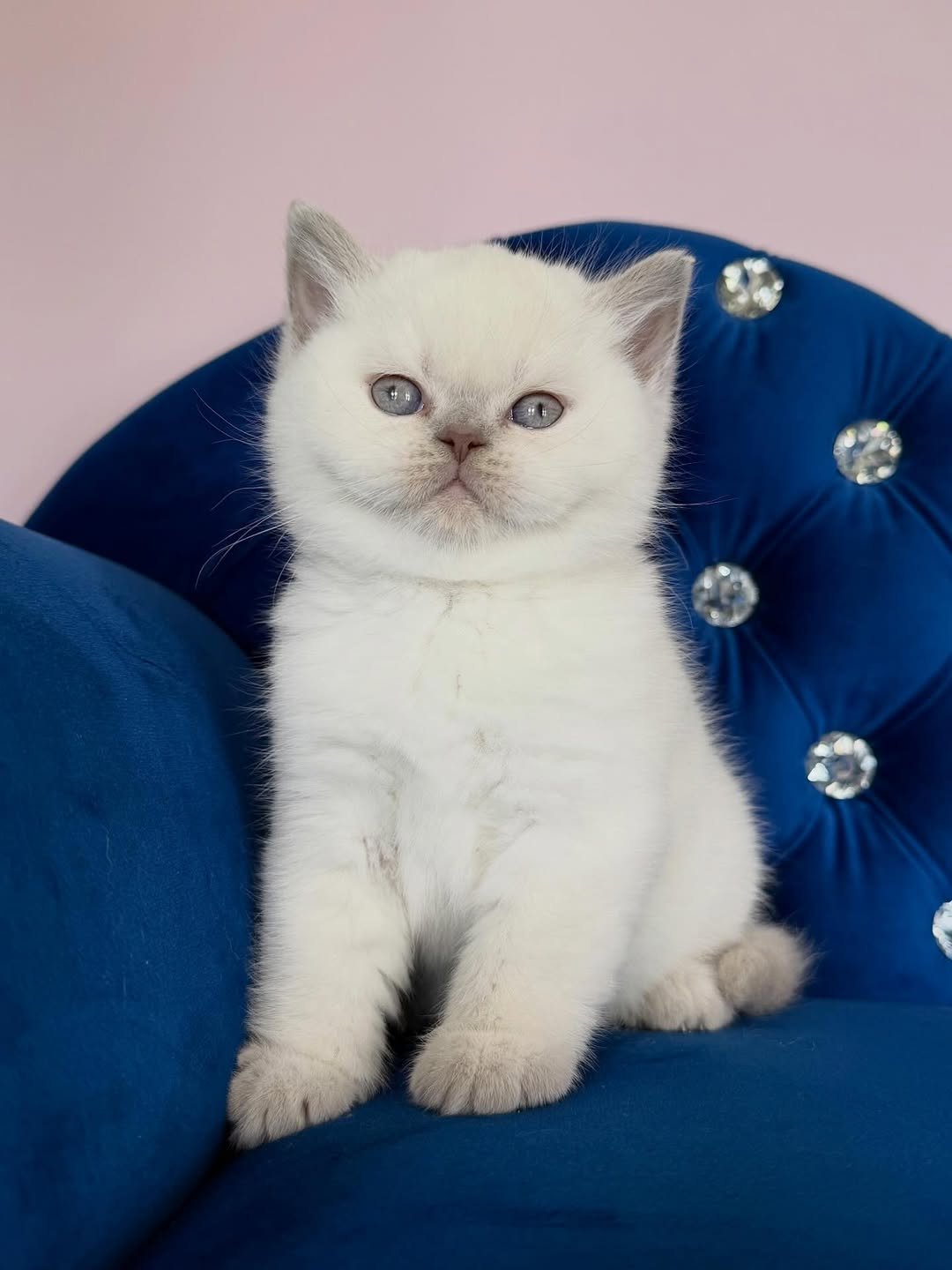 Fawn British Shorthair kitten for sale