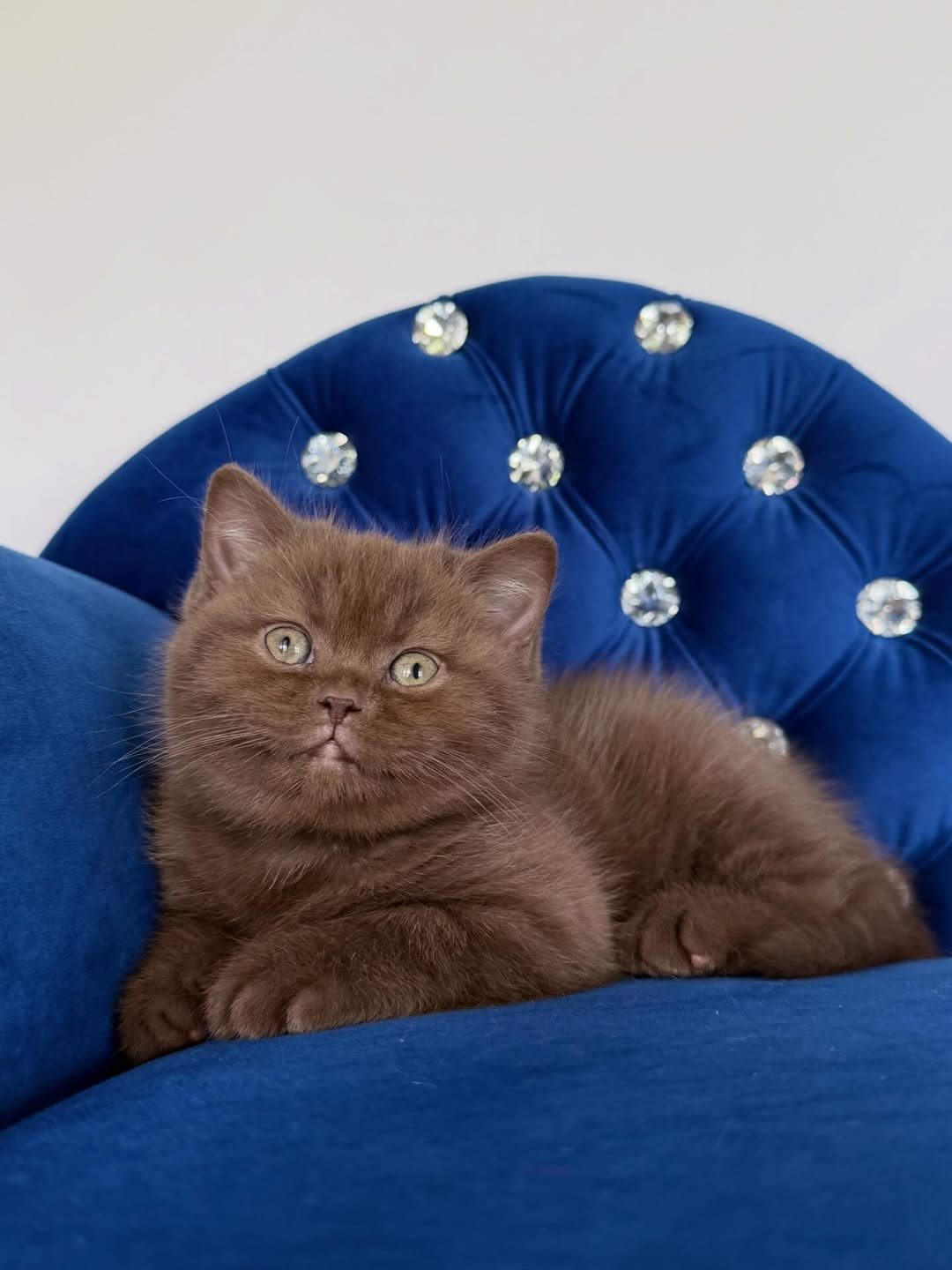 Chocolate Female British Shorthair kitten for sale
