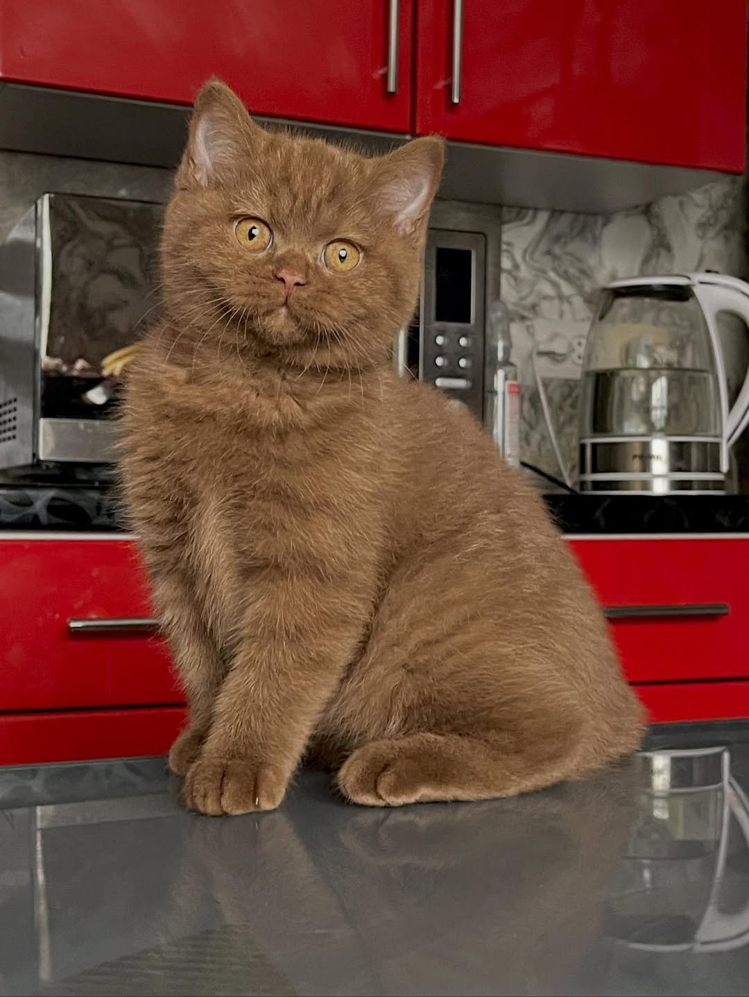 Cinnamon Female British Shorthair kitten for sale