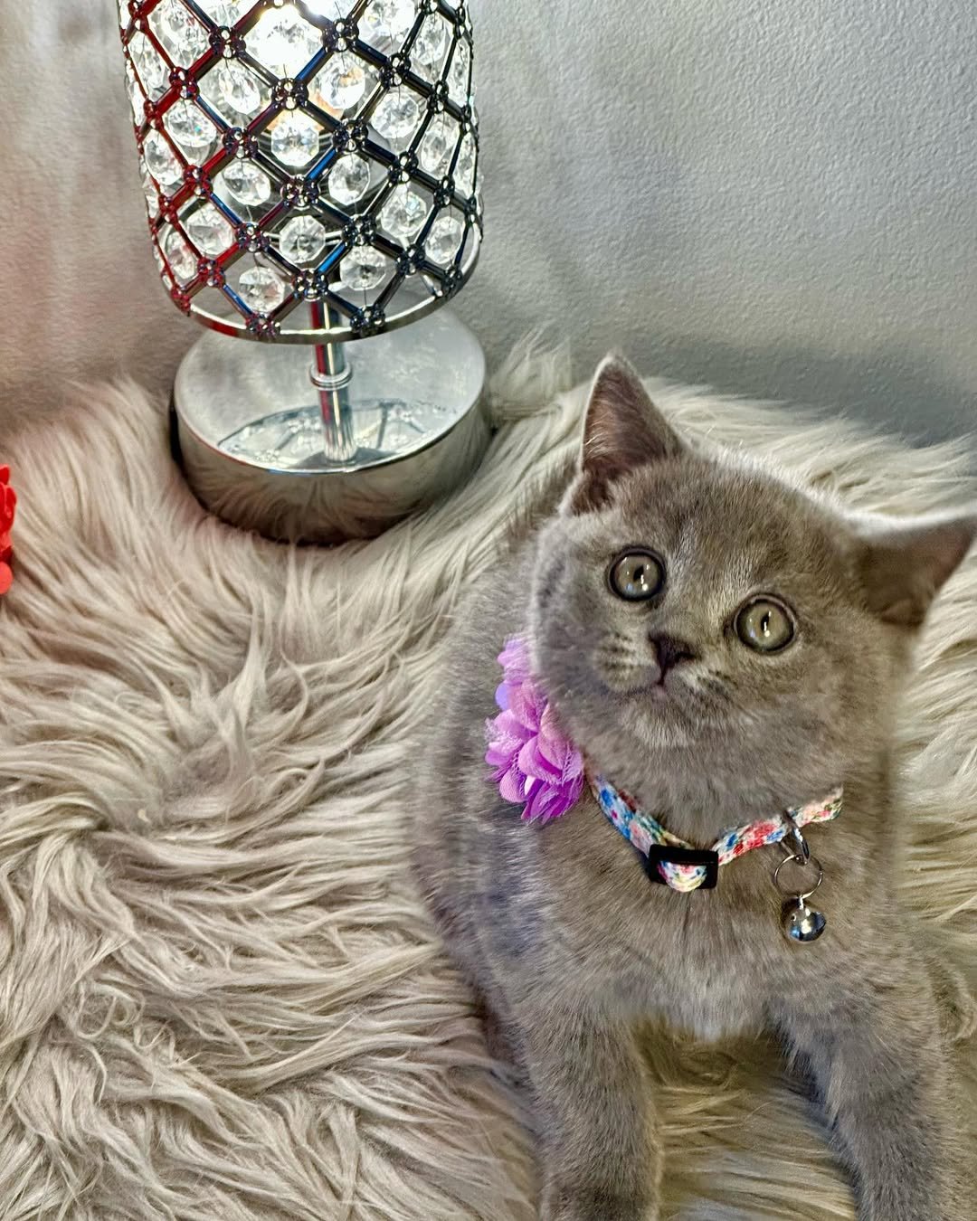 Blue Female British Shorthair kitten for sale
