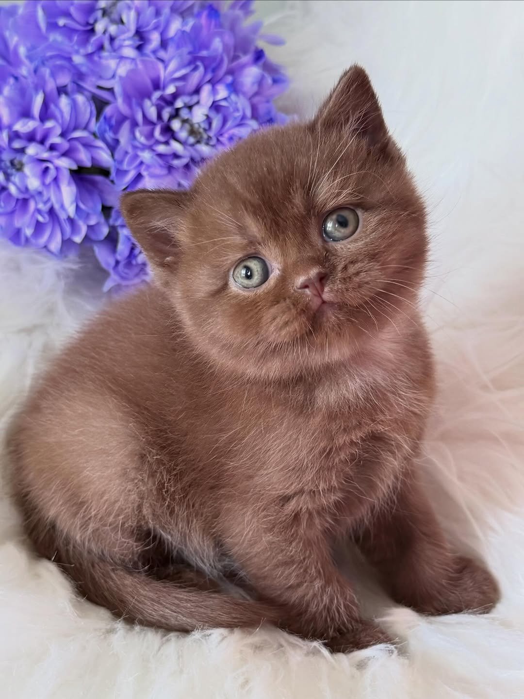 Chocolate Male British Shorthair kitten for sale