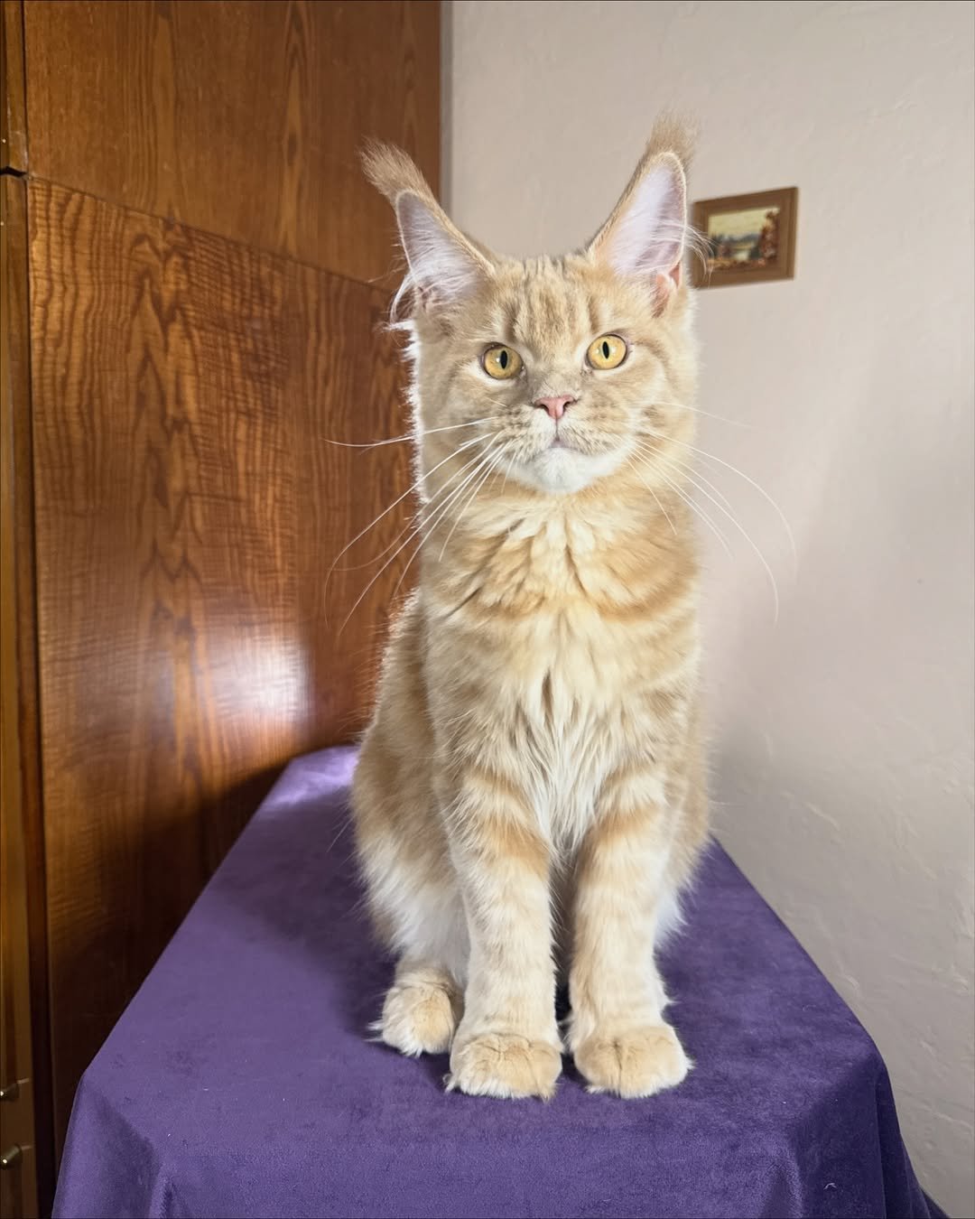 Cream Marble Male Maine Coon kitten