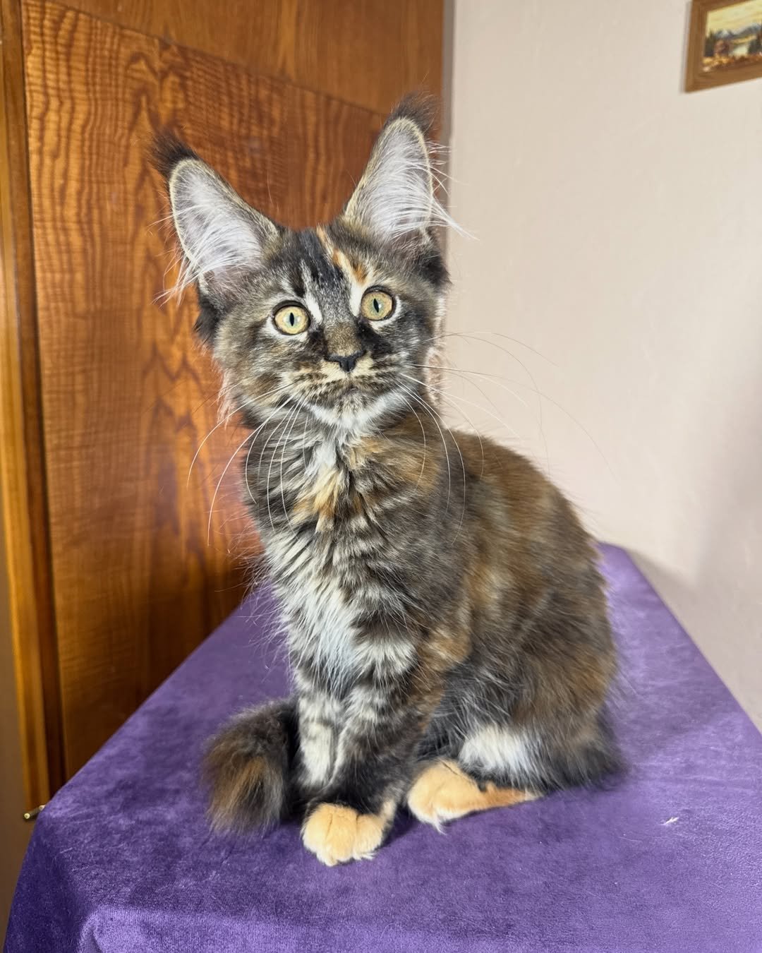 Marbled Tortoise Male Maine Coon kitten