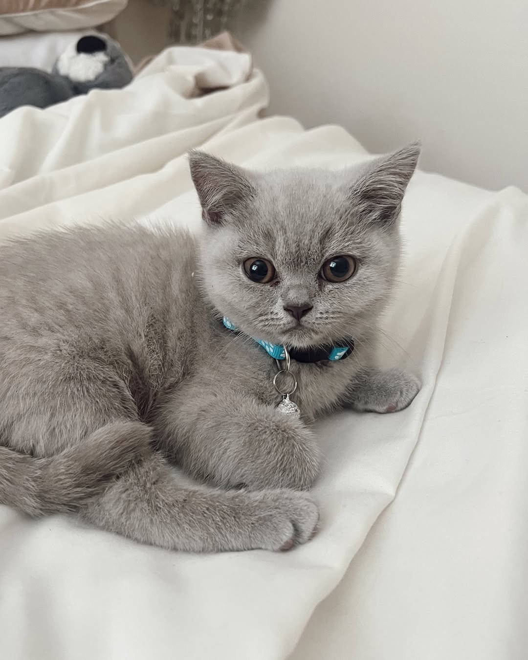 Blue Male British Shorthair kitten for sale