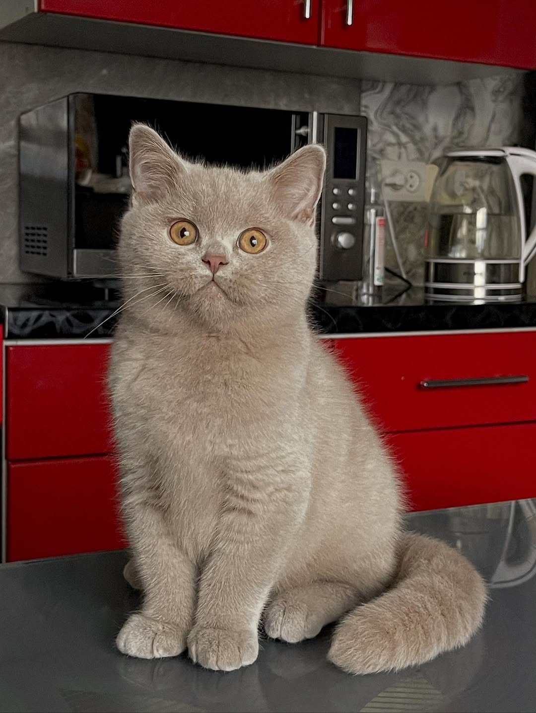 Fawn Female British Shorthair kitten for sale
