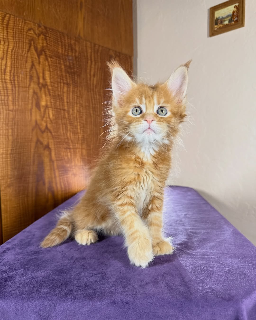 Red Marble Female Maine Coon kitten