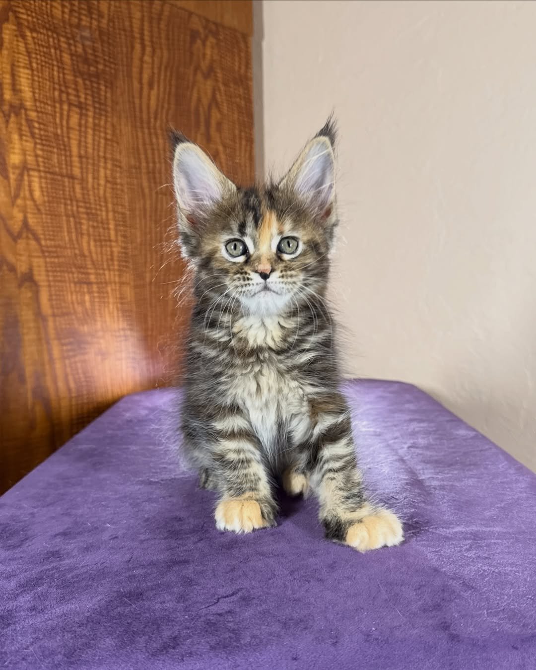 Marbled Tortoise Female Maine Coon kitten