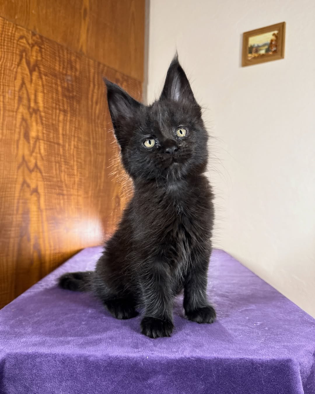 Solid Black Female Maine Coon kitten