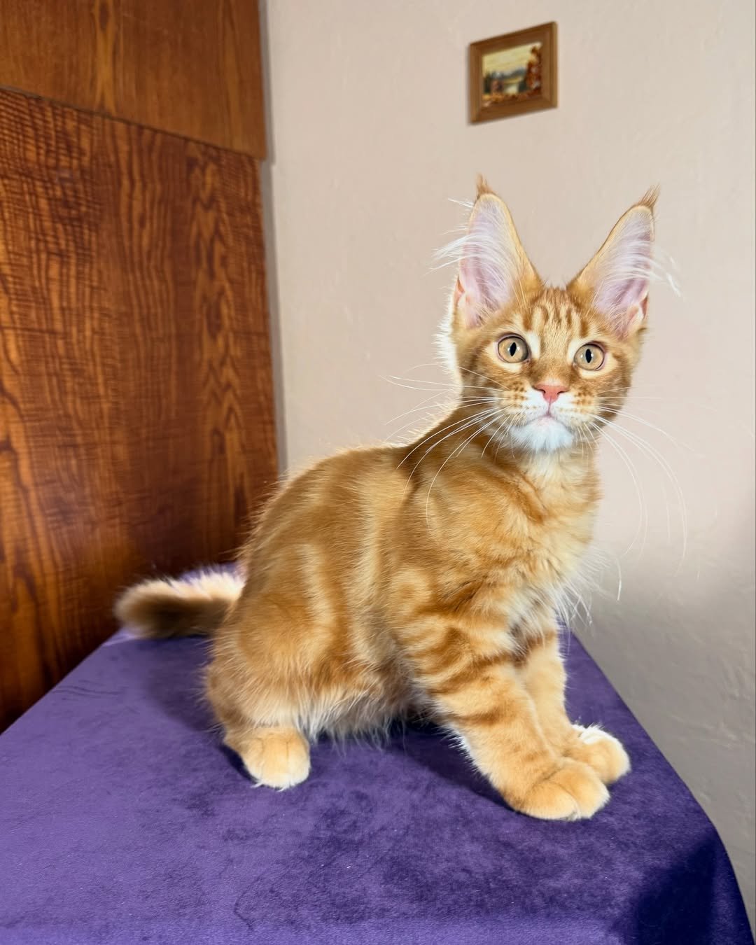 Bright Red Marble Female Maine Coon kitten